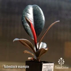 Ficus Elastica Burgundy - Rubber Plant -Garden Plant Store apo burgundy rubber plant tubestock
