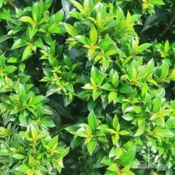 Syzygium Bush Christmas - Lilly Pilly -Garden Plant Store apo bush christmas syzygium foliage