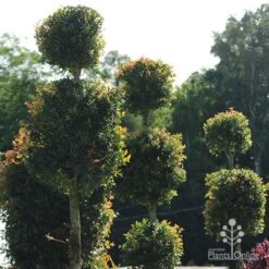 Syzygium Bush Christmas - Lilly Pilly -Garden Plant Store apo bush christmas topiaries