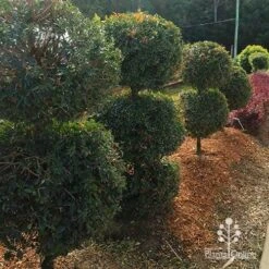 Syzygium Bush Christmas - Lilly Pilly -Garden Plant Store apo bush christmas topiary balls