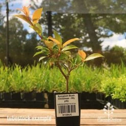 Syzygium Bush Christmas - Lilly Pilly -Garden Plant Store apo bush christmas tubestock