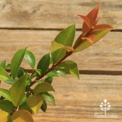 Syzygium Bush Christmas - Lilly Pilly -Garden Plant Store apo bush christmas tubestock colour