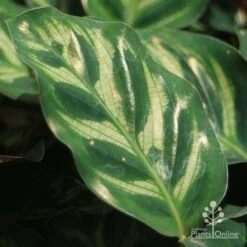 Calathea Makoyana - Peacock Plant -Garden Plant Store apo calathea makoyana leaf gold