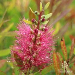 Callistemon Candy Burst -Garden Plant Store apo callistemon candy burst autumn