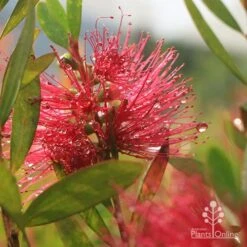 Callistemon Candy Burst -Garden Plant Store apo callistemon candy burst dewdrop