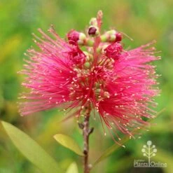 Callistemon Candy Burst -Garden Plant Store apo callistemon candy burst flower