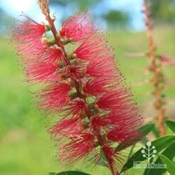 Callistemon Candy Burst -Garden Plant Store apo callistemon candy burst flower close