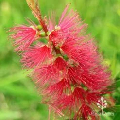 Callistemon Candy Burst -Garden Plant Store apo callistemon candy burst flower colour