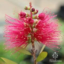 Callistemon Candy Burst -Garden Plant Store apo callistemon candy burst flower2