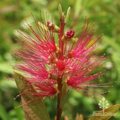 Callistemon Candy Burst -Garden Plant Store apo callistemon candy burst flower 1