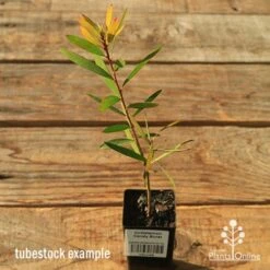 Callistemon Candy Burst -Garden Plant Store apo callistemon candy burst tubestock