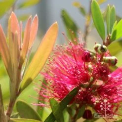 Callistemon Fluro Burst -Garden Plant Store apo callistemon fluro burst flower leaf
