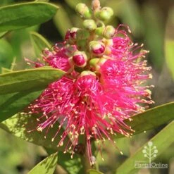 Callistemon Fluro Burst -Garden Plant Store apo callistemon fluro burst ozbreed