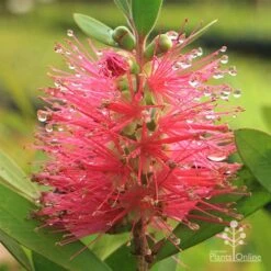 Callistemon Fluro Burst -Garden Plant Store apo callistemon fluro burst rain