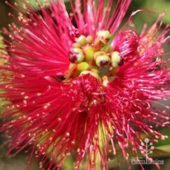 Callistemon Fluro Burst -Garden Plant Store apo callistemon fluro burst top