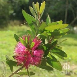 Callistemon Fluro Burst -Garden Plant Store apo callistemon fluroburst flower leaf
