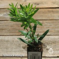 Callistemon Macarthur -Garden Plant Store apo callistemon macarthur tubestock top