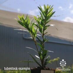 Callistemon Macarthur -Garden Plant Store apo callistemon macarthur tubestock2