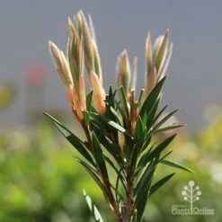 Callistemon Summer Days™ -Garden Plant Store apo callistemon summer days new leaves