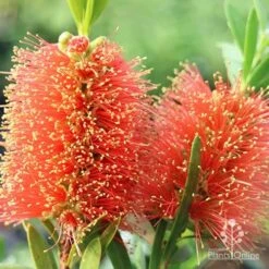Callistemon Tangerine Dream -Garden Plant Store apo callistemon tangerine dream flowers