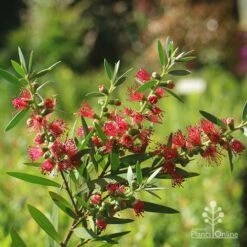 Callistemon Taree Pink -Garden Plant Store apo callistemon taree pink 2