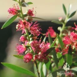 Callistemon Taree Pink -Garden Plant Store apo callistemon taree pink close