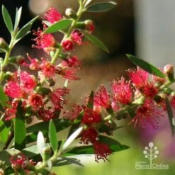 Callistemon Taree Pink -Garden Plant Store apo callistemon taree pink close2