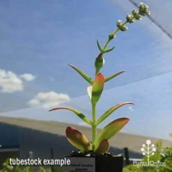 Crassula Campfire - Succulent -Garden Plant Store apo campfire flowering green phase