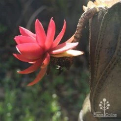 Crassula Campfire - Succulent -Garden Plant Store apo campfire in boot