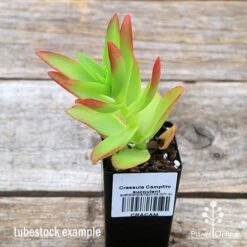 Crassula Campfire - Succulent -Garden Plant Store apo campfire tubestock