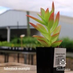 Crassula Campfire - Succulent -Garden Plant Store apo campfire tubestock side