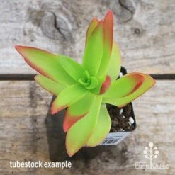 Crassula Campfire - Succulent -Garden Plant Store apo campfire tubestock top