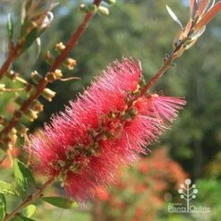 Callistemon Candy Burst -Garden Plant Store apo candy burst callistemon flower perfect
