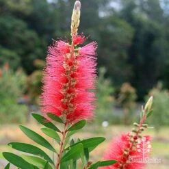 Callistemon Candy Burst -Garden Plant Store apo candy burst callsitemon bush flower
