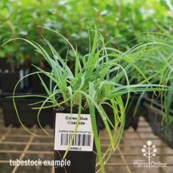 Carex Blue Cascade -Garden Plant Store apo carex blue tubestock
