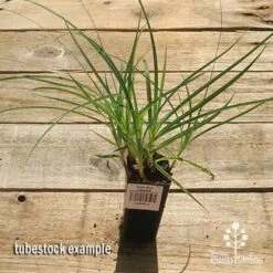 Carex Blue Cascade -Garden Plant Store apo carex blue tubestock top