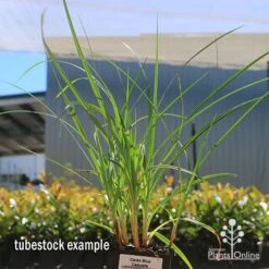 Carex Blue Cascade -Garden Plant Store apo carex blue tubestock 1