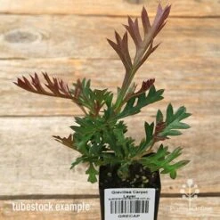 Grevillea Carpet Layer 12 Grevillea Carpet Layer -Garden Plant Store apo carpet layer grevillea tubestock