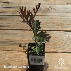 Grevillea Carpet Layer 19 Grevillea Carpet Layer -Garden Plant Store apo carpet layer tubestock