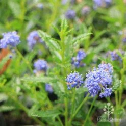 Ceanothus Blue Pacific - Californian Lilac 24 Ceanothus Blue Pacific - Californian Lilac -Garden Plant Store apo ceanothus blue pacific