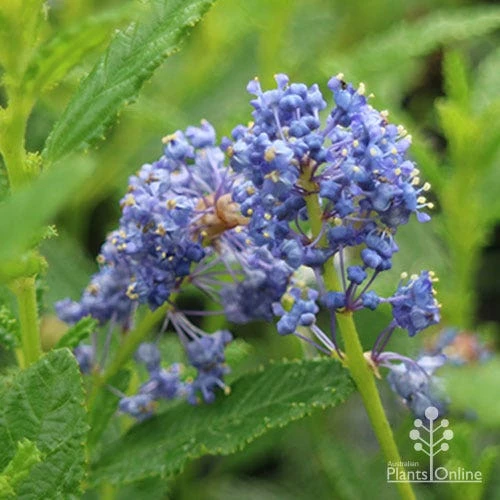 Ceanothus Blue Pacific - Californian Lilac 13 Ceanothus Blue Pacific - Californian Lilac - Image 13