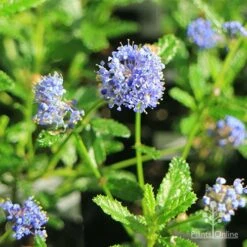 Ceanothus Blue Pacific - Californian Lilac 18 Ceanothus Blue Pacific - Californian Lilac -Garden Plant Store apo ceanothus blue pacific flowers