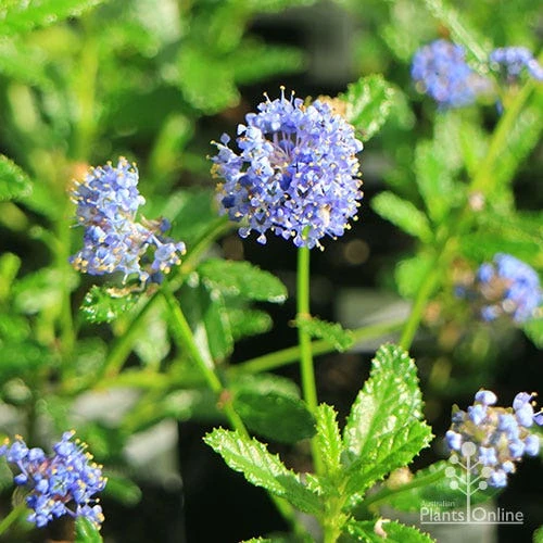 Ceanothus Blue Pacific - Californian Lilac 5 Ceanothus Blue Pacific - Californian Lilac - Image 5