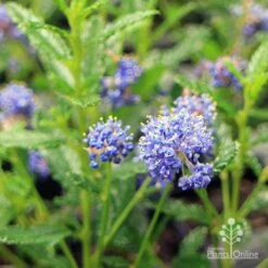 Ceanothus Blue Pacific - Californian Lilac 21 Ceanothus Blue Pacific - Californian Lilac -Garden Plant Store apo ceanothus flowers close