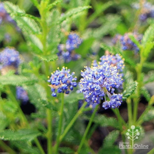 Ceanothus Blue Pacific - Californian Lilac 8 Ceanothus Blue Pacific - Californian Lilac - Image 8