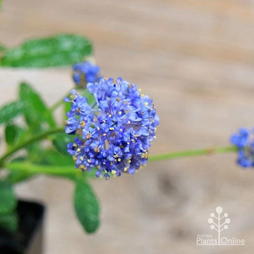 Ceanothus Blue Pacific - Californian Lilac 3 Ceanothus Blue Pacific - Californian Lilac - Image 3