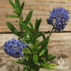 Ceanothus Blue Pacific - Californian Lilac 19 Ceanothus Blue Pacific - Californian Lilac -Garden Plant Store apo ceanothus flowers closeup