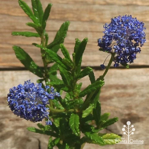 Ceanothus Blue Pacific - Californian Lilac 6 Ceanothus Blue Pacific - Californian Lilac - Image 6