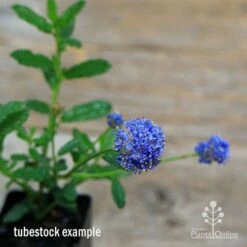 Ceanothus Blue Pacific - Californian Lilac 22 Ceanothus Blue Pacific - Californian Lilac -Garden Plant Store apo ceanothus tubestock in flower2