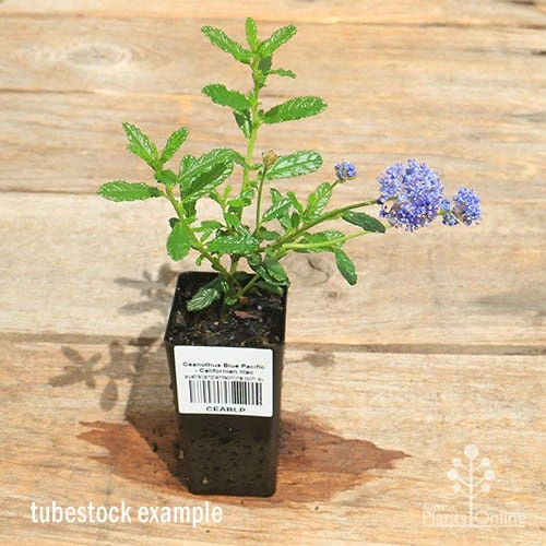 Ceanothus Blue Pacific - Californian Lilac 2 Ceanothus Blue Pacific - Californian Lilac - Image 2